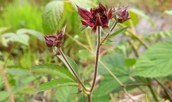 Potentilla palustris