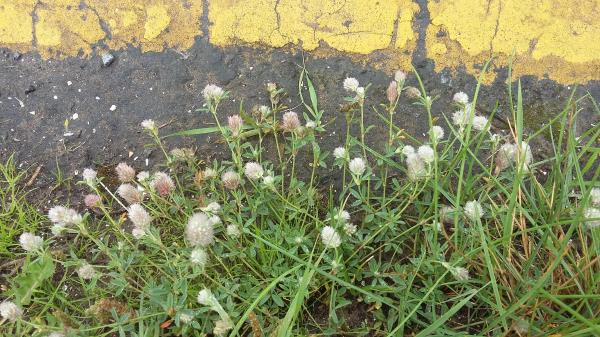 Trifolium arvense