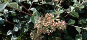 Franchet's Cotoneaster