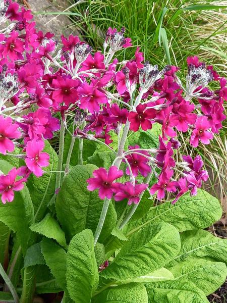 Primula japonica