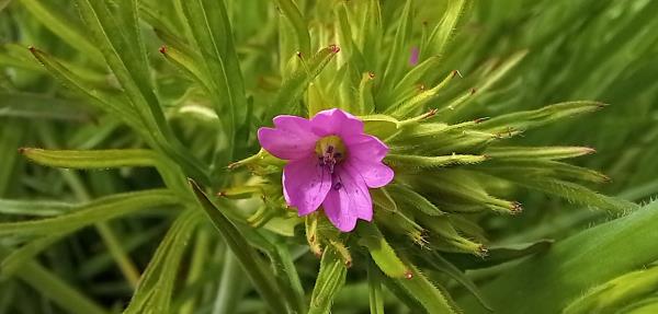 Geranium dissectum