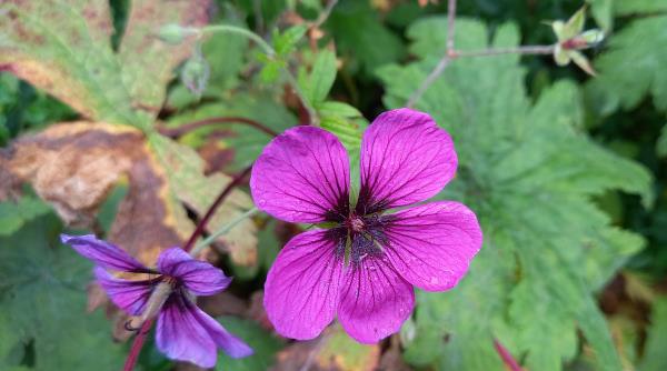 Geranium endressii