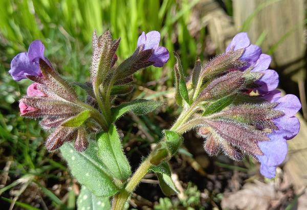 Pulmonaria officinalis