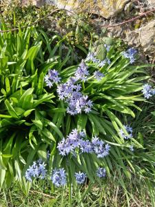Spring Squill