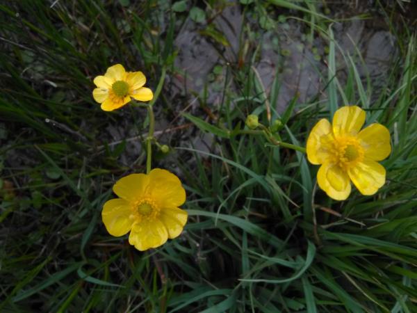 Ranunculus flammula