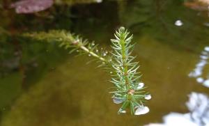 Common Marestail