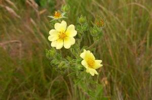 Sulphur Cinquefoil