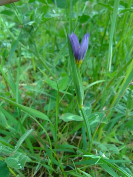 Sisyrinchium bermudiana