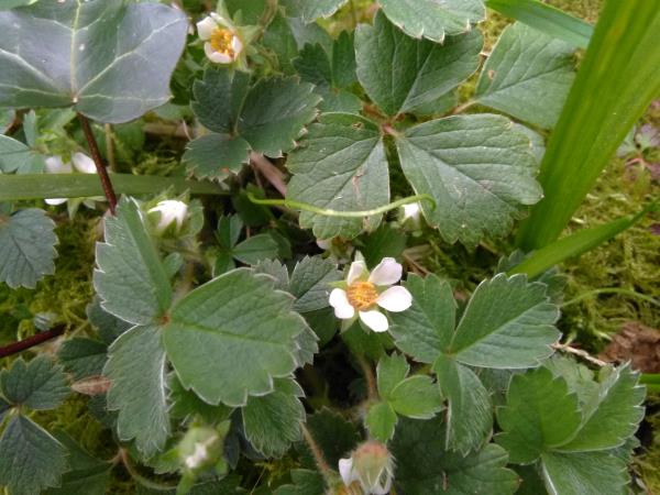 Potentilla sterilis