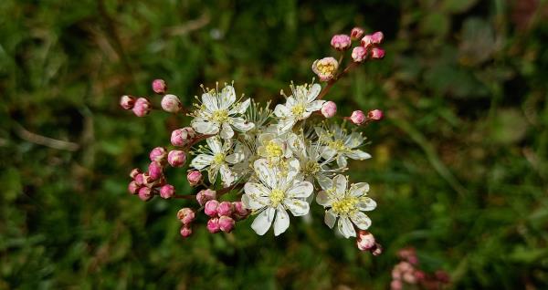 Filipendula vulgaris