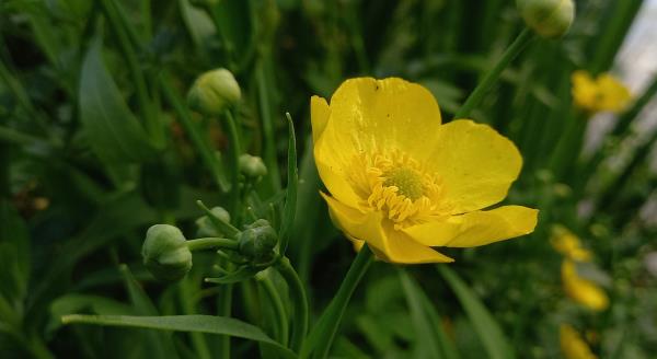 Ranunculus lingua