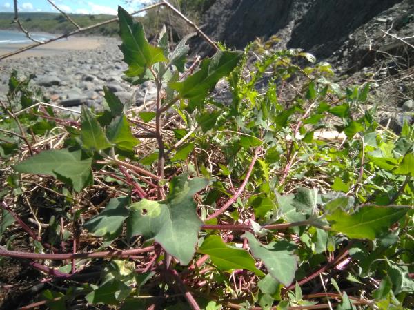 Atriplex glabriuscula