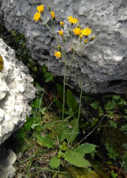 Hieracium triviale