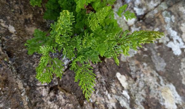 Cryptogramma crispa