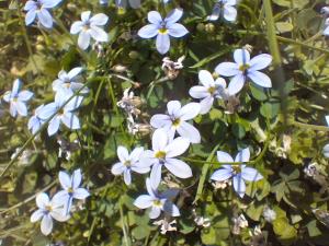 Lawn Lobelia