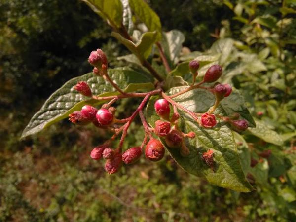 Cotoneaster rehderi