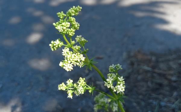 Galium album