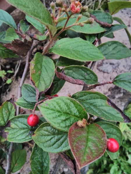 Cotoneaster bullatus