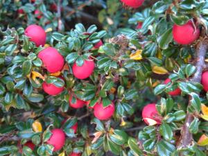 Entire-leaved Cotoneaster