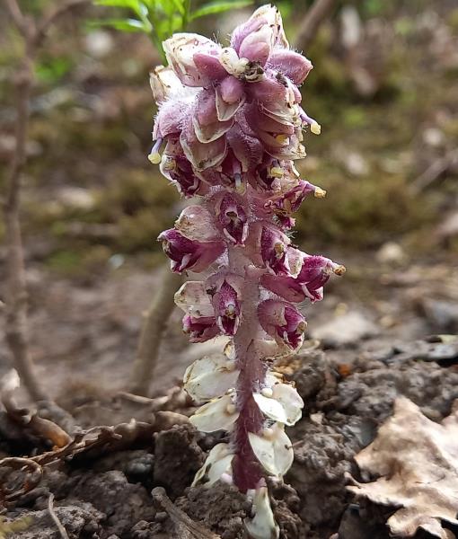 Lathraea squamaria