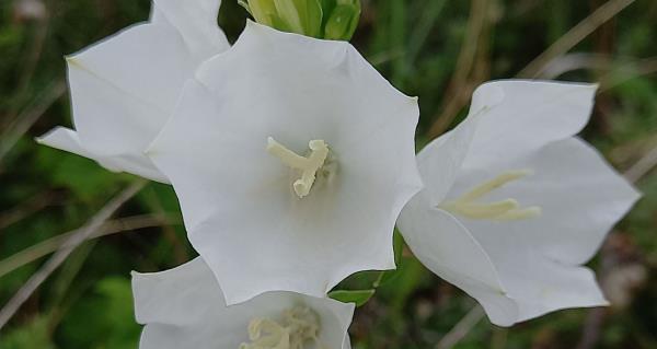 Campanula persicifolia