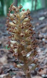Birdsnest Orchid
