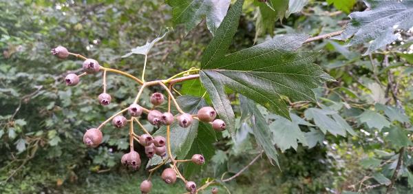 Sorbus torminalis