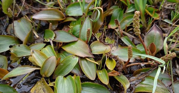 Potamogeton polygonifolius