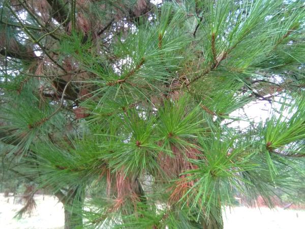 Pinus nigra laricio