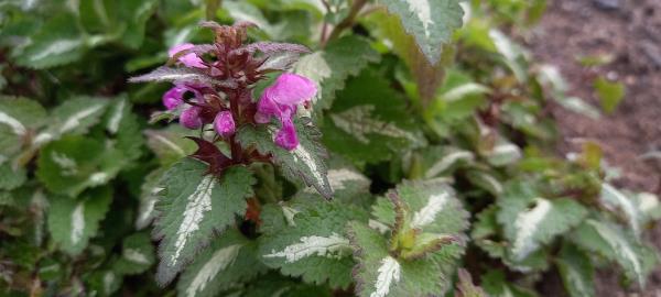 Lamium maculatum
