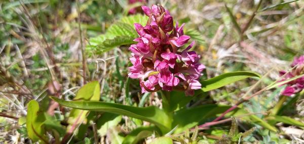 Dactylorhiza incarnata