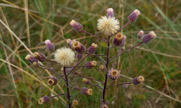 Erigeron acer