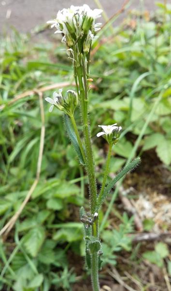 Arabis hirsuta