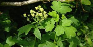Common Meadow-rue