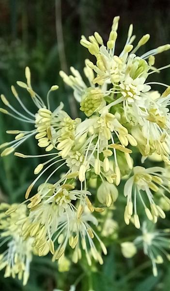 Thalictrum flavum