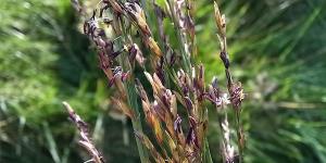 Purple Moor-grass
