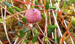 Cranberry