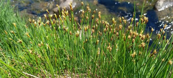 Trichophorum cespitosum