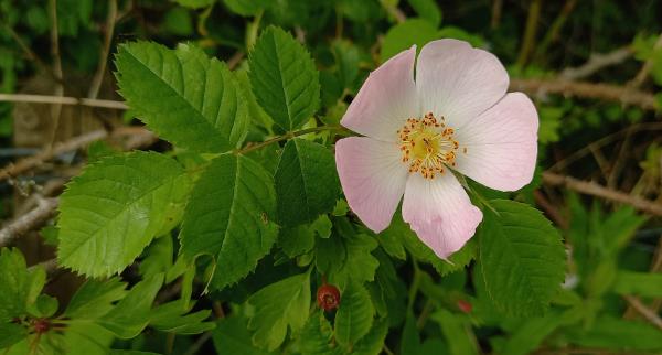 Rosa caesia glauca