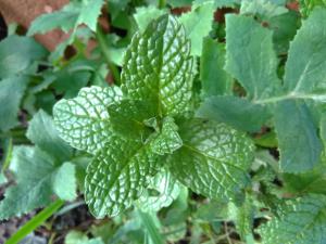 Peppermint
