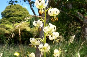 Martagon Lily