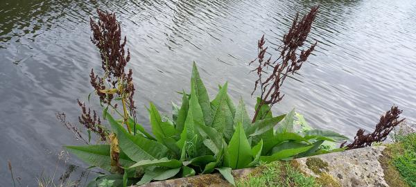 Rumex hydrolapathum