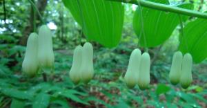 Garden Solomon's Seal