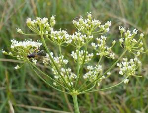 Burnet-saxifrage