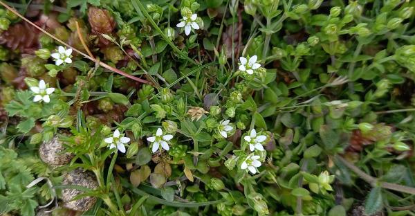 Arenaria serpyllifolia