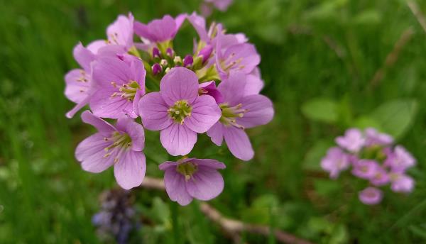 Cardamine raphanifolia