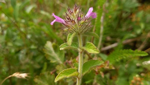 Clinopodium vulgare