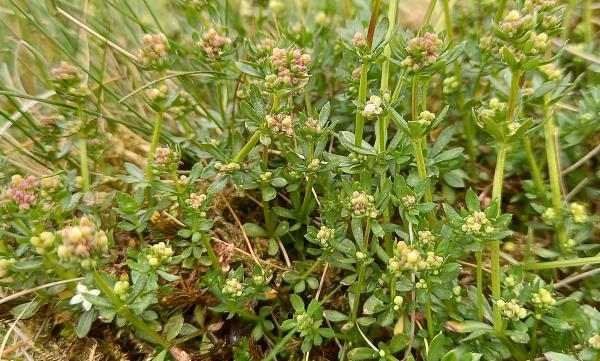 Galium uliginosum