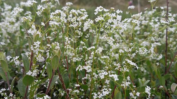 Galium palustre