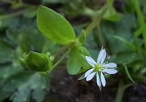 Stellaria alsine